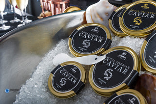 Attilus at the Seafood Expo